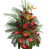 ϻʻٵ